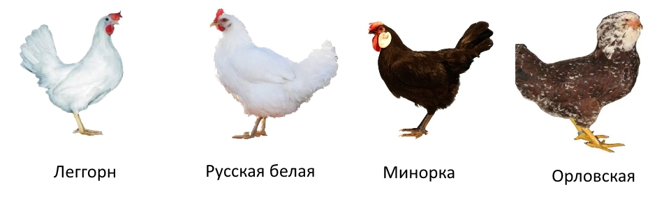 Яичные породы